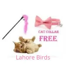 Playing Stick With Bell For Cat & Puppy price in Pakistan