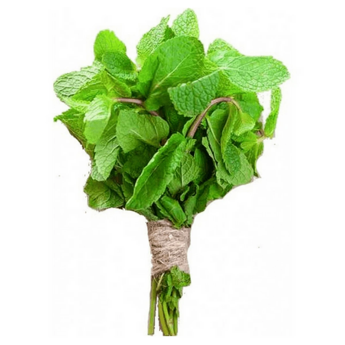 Peppermint (Pudina) 1 bundle price in Pakistan