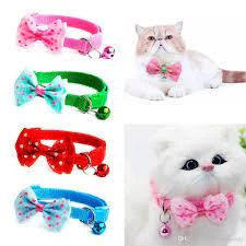 High Quality Bownot Collar For cats – BLUE price in Pakistan