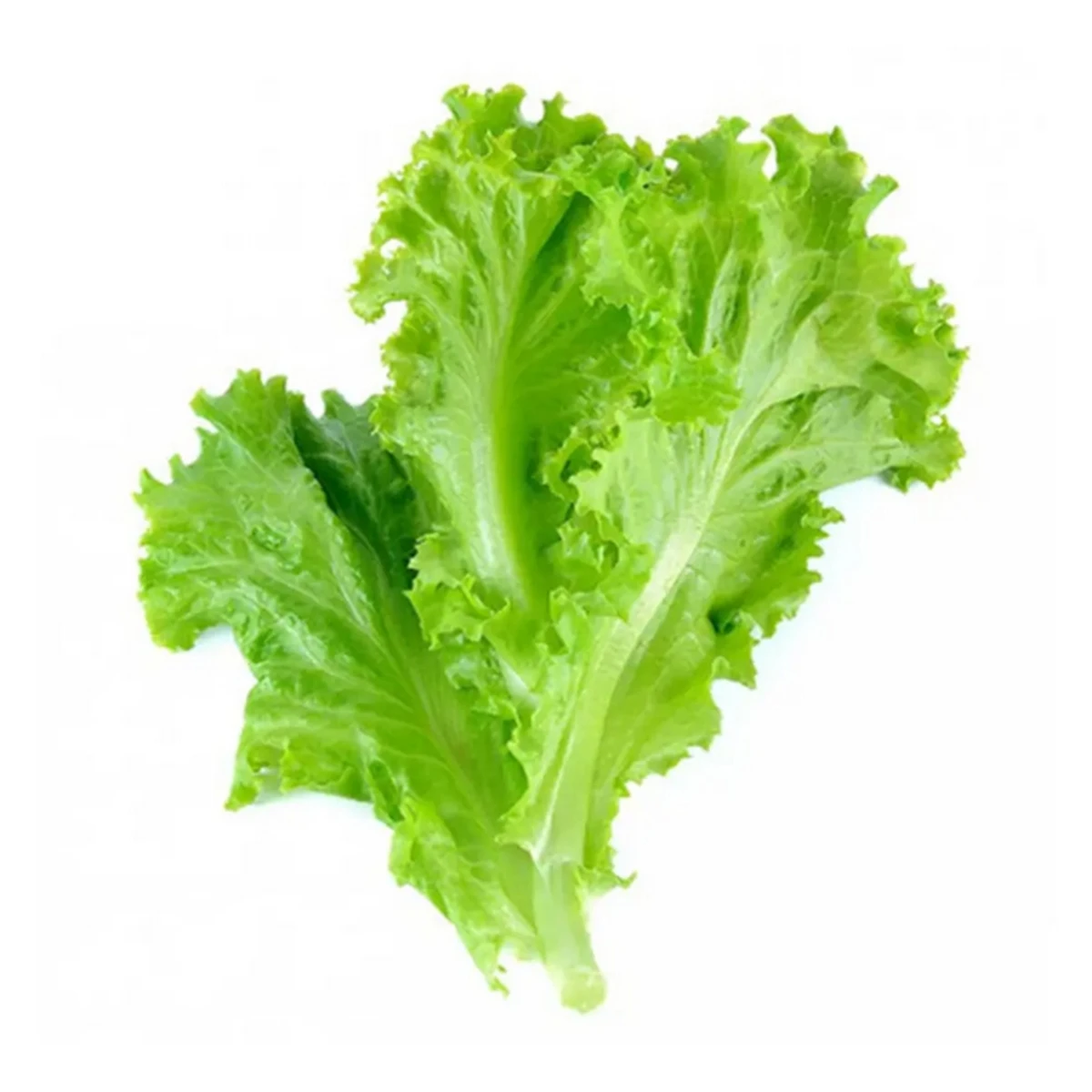 Lettuce Leaves (Salad Patta) 250g price in Pakistan