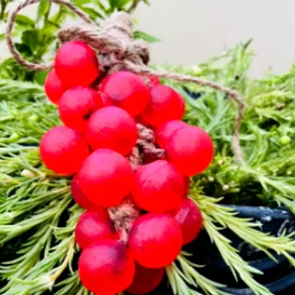 Grape Soap – Luxurious Glow & Elegance price in Pakistan