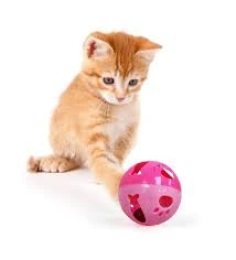 Cat Toy laser Light Interactive Laser Toy For Cats & Dogs (Remove Battery Seal Before Use)) price in Pakistan