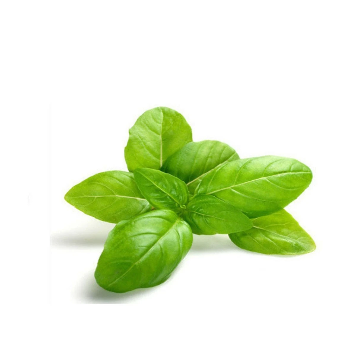 Basil Leaves 1 Bunch price in Pakistan