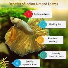 Indian Almond Leaves for Aquarium – 4 pieces Best For Betta And All Fishes price in Pakistan