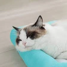 Summer Pet Cool Pad Bite-Resistant Cooling Cat Mat Sleeping Pad Breathable Soft Waterproof Cooling Cat Dog Kennel price in Pakistan