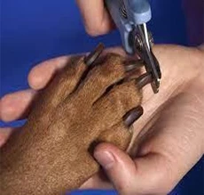 Puppy and Cats Nail cutter ( Multi Color ) price in Pakistan
