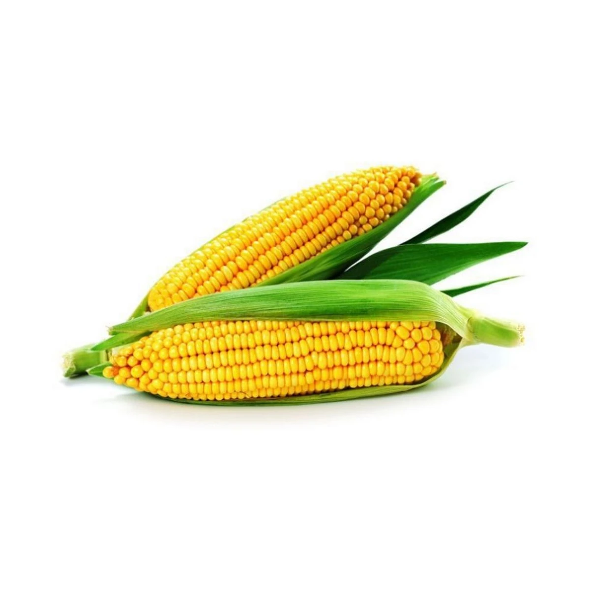 Corn (Bhutta) 1 Kg price in Pakistan